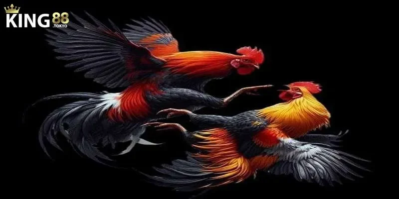 Đá gà king88 Các hình thức đá gà nổi bật