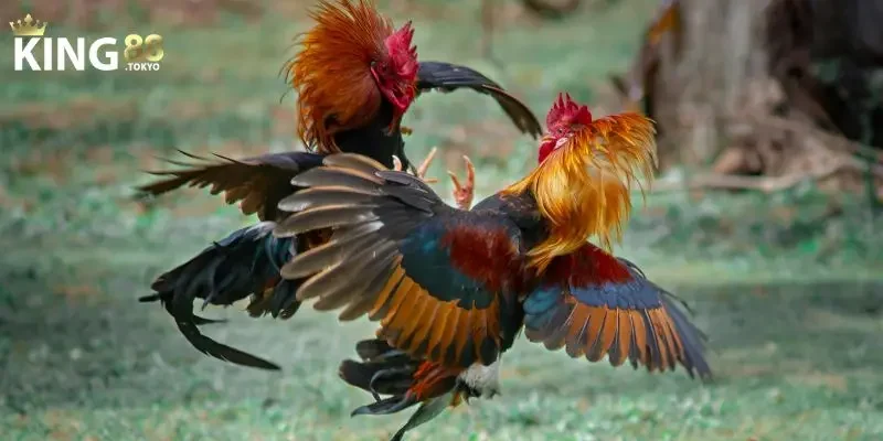 Đá gà thomo Kinh nghiệm cược đá gà từ cao thủ lành nghề