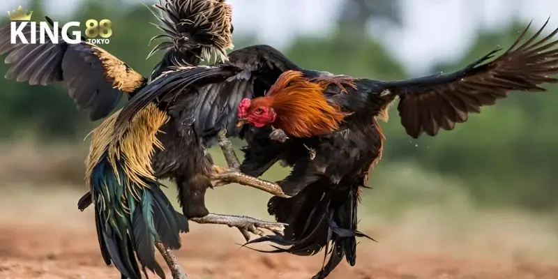 Xem đá gà trực tiếp Lời khuyên cho người chơi khi xem đá gà online